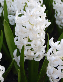 Single Hyacinth White Pearl