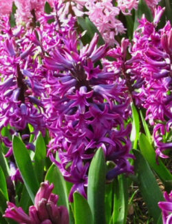 Single Hyacinth Woodstock