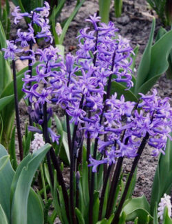 Hyacinth Multiflora Blue