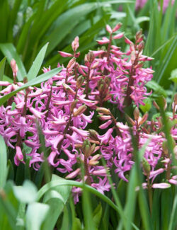 Hyacinth Multiflora Pink