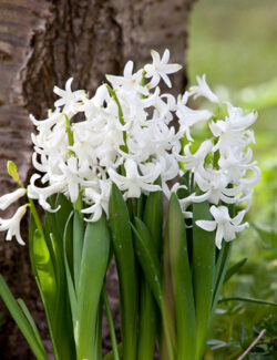 Hyacinth Multiflora White