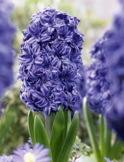 Hyacinth Double Blue