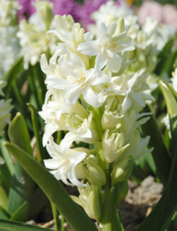 Hyacinth Double White