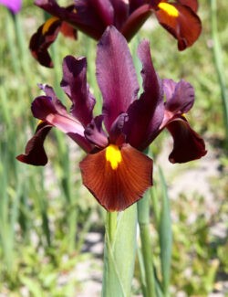 Iris hollandica Red Ember