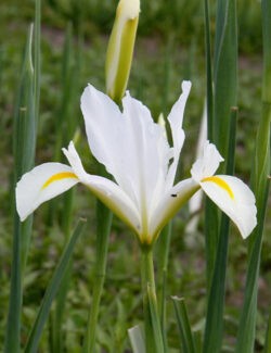 Iris hollandica White van Vliet