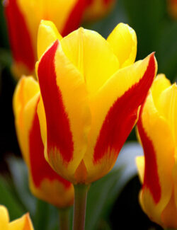 Kaufmanniana Tulip Stresa