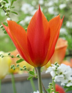 Lily Flowering Tulip Ballerina