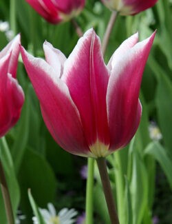 Lily Flowering Tulip Claudia