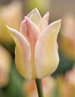 Lily Flowering Tulip Elegant Lady