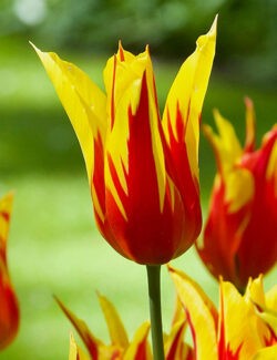 Lily Flowering Tulip Fire Wings