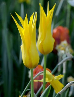 Lily Flowering Tulip Flashback