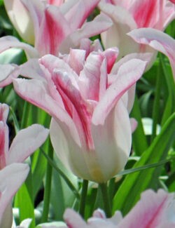 Lily Flowering Tulip Holland Chic