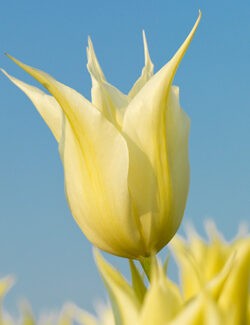 Lily Flowering Tulip Johan Cruyff