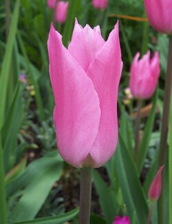 Lily Flowering Tulip Mariette