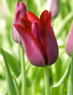 Lily Flowering Tulip Merlot