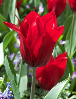 Lily Flowering Tulip Pieter de Leur
