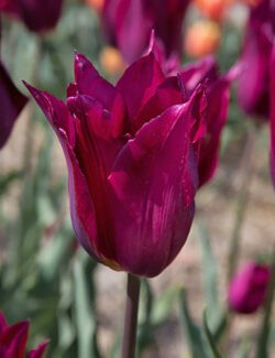 Lily Flowering Tulip Purple Heart