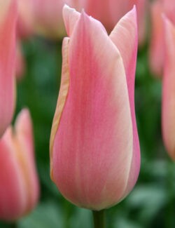 Lily Flowering Tulip Sanne
