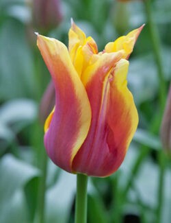 Lily Flowering Tulip Sonnet