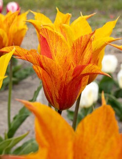 Lily Flowering Tulip Vendeeglobe