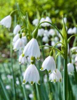 Leucojum aestivum