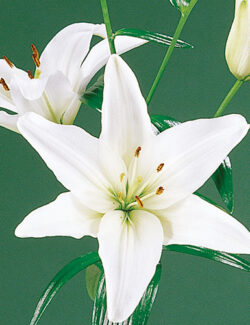Lilium Asiatic White