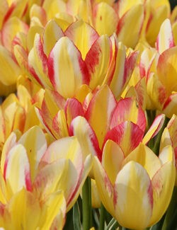 Multi Flowering Tulip Antoinette