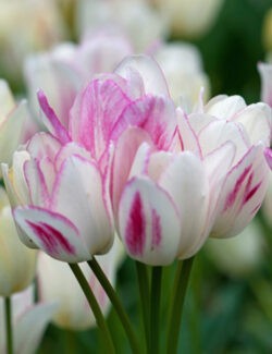Multi Flowering Tulip Candy Club