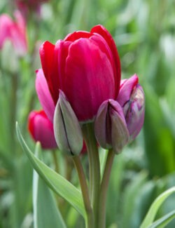 Multi Flowering Tulip Fiery Club