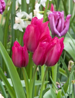 Multi Flowering Tulip Night Club