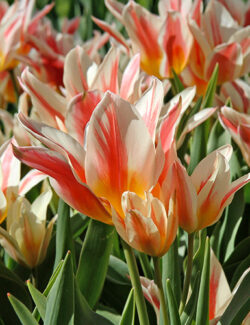 Greigii Tulip Quebec
