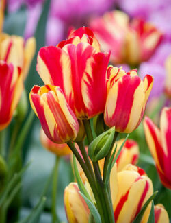 Multi Flowering Tulip Wonder Club