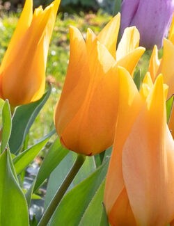 Multi Flowering Tulip praestans Shogun
