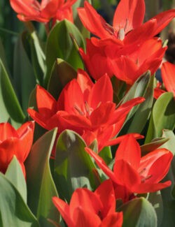 Multi Flowering Tulip praestans Zwanenburg