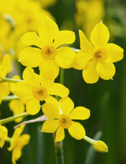 Botanical Narcissus Baby Boomer