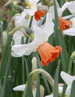 Botanical Narcissus Charming Lady