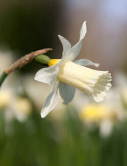 Botanical Narcissus Elka