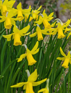 Botanical Narcissus