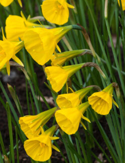 Botanical Narcissus Golden Bells