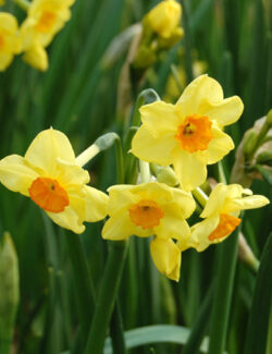 Botanical Narcissus Golden Dawn