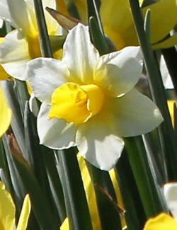 Botanical Narcissus Golden Echo