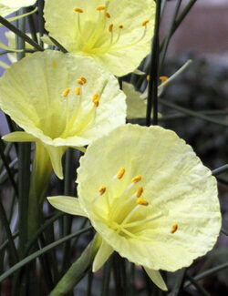 Botanical Narcissus Julia Jane