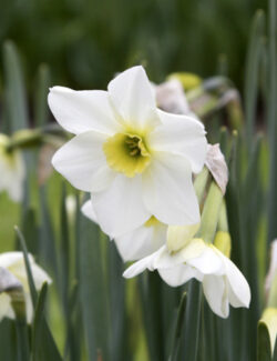 Botanical Narcissus Lieke