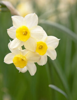 Botanical Narcissus Minnow