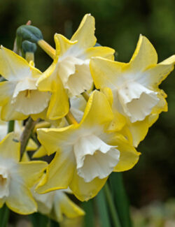 Botanical Narcissus Pipit