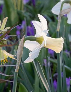 Botanical Narcissus Prinses Amalia