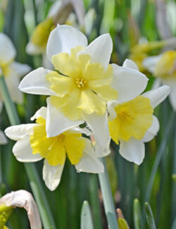 Botanical Narcissus Prom Dance