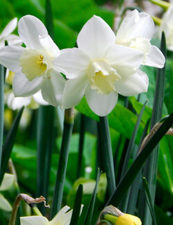Botanical Narcissus Pueblo