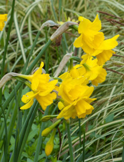 Botanical Narcissus Quail