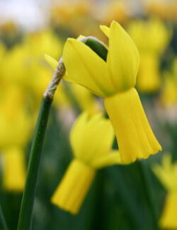 Botanical Narcissus Rapture